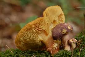 Attēlu rezultāti vaicājumam “Tricholomopsis rutilans”