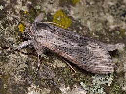 Attēlu rezultāti vaicājumam “Cucullia fraudatrix”