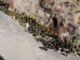 Attēlu rezultāti vaicājumam “Orthotrichum anomalum”