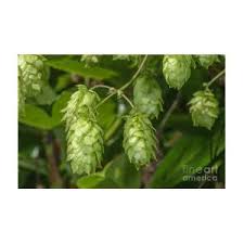 Attēlu rezultāti vaicājumam “Humulus lupulus fruit”