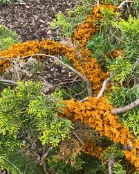 Attēlu rezultāti vaicājumam “Gymnosporangium sabinae”