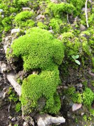 Attēlu rezultāti vaicājumam “Didymodon rigidulus sporophyte”