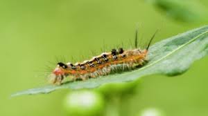 Attēlu rezultāti vaicājumam “Zygaena lonicerae larva”