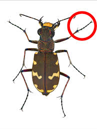 Attēlu rezultāti vaicājumam “Cicindela maritima”