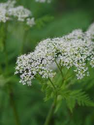 Image result for Myrrhis odorata