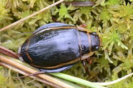 Attēlu rezultāti vaicājumam “Dytiscus sp.”
