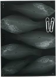 Image result for Chlorurus perspicillatus