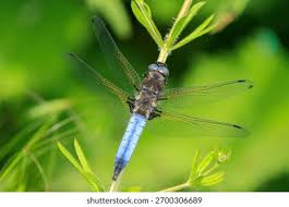 Attēlu rezultāti vaicājumam “Libellula fulva”