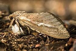Attēlu rezultāti vaicājumam “Hepialidae”