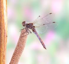 Attēlu rezultāti vaicājumam “Sympetrum vulgatum female”