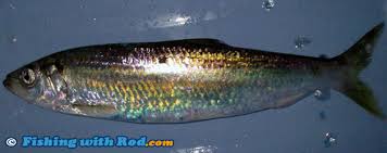 Image result for Clupea pallasii