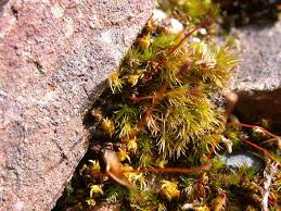 Attēlu rezultāti vaicājumam “Dicranella crispa”