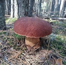 Attēlu rezultāti vaicājumam “Boletus pinophilus”