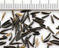 Attēlu rezultāti vaicājumam “Anthriscus sylvestris bud”