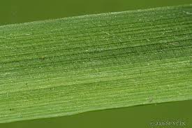 Attēlu rezultāti vaicājumam “Trisetum flavescens”