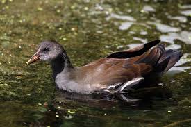 Image result for Gallinula chloropus