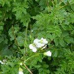 Attēlu rezultāti vaicājumam “Cardamine amara leaf”