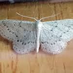 Attēlu rezultāti vaicājumam “Idaea sylvestraria”