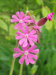 Image result for Silene dioica