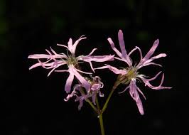 Attēlu rezultāti vaicājumam “Lychnis flos-cuculi fruit”