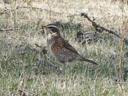 Image result for Turdus eunomus