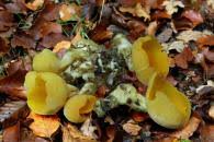 Attēlu rezultāti vaicājumam “Sowerbyella radiculata”