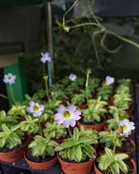 Attēlu rezultāti vaicājumam “Pinguicula vulgaris fruit”