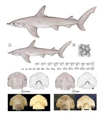 Image result for Sphyrna media