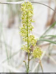 Attēlu rezultāti vaicājumam “Silene borysthenica”