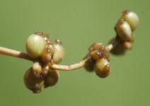 Attēlu rezultāti vaicājumam “Stuckenia filiformis flower”