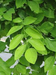 Attēlu rezultāti vaicājumam “Cladrastis kentukea leaf”