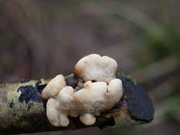 Attēlu rezultāti vaicājumam “Lamproderma pseudomaculatum stalked”