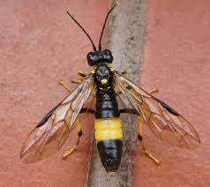 Attēlu rezultāti vaicājumam “Tenthredo scrophulariae exuvia”