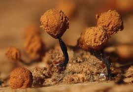 Attēlu rezultāti vaicājumam “Cribraria rufa macro”