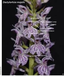 Attēlu rezultāti vaicājumam “Dactylorhiza maculata leaf”