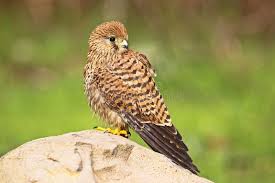 Attēlu rezultāti vaicājumam “Falco tinnunculus”