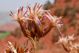 Attēlu rezultāti vaicājumam “Saussurea esthonica”