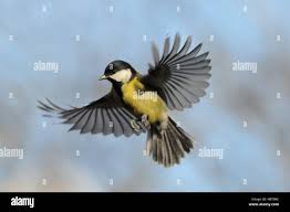 Attēlu rezultāti vaicājumam “Parus major”