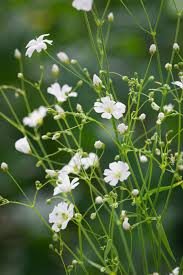 Image result for Gypsophila elegans