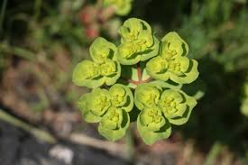 Attēlu rezultāti vaicājumam “Euphorbia helioscopia leaf”