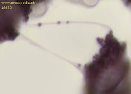 Attēlu rezultāti vaicājumam “Cribraria violacea macro”