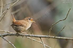 Attēlu rezultāti vaicājumam “Troglodytes troglodytes”
