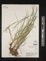 Attēlu rezultāti vaicājumam “Luzula luzuloides”