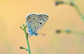 Attēlu rezultāti vaicājumam “Vacciniina optilete female”