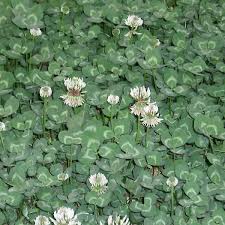 Attēlu rezultāti vaicājumam “Trifolium repens fruit”