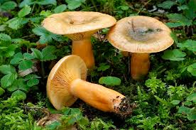 Attēlu rezultāti vaicājumam “Lactarius deterrimus”