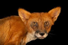 Attēlu rezultāti vaicājumam “Vulpes vulpes”