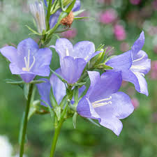 Attēlu rezultāti vaicājumam “Campanula persicifolia leaf”