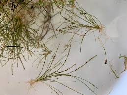 Attēlu rezultāti vaicājumam “Stuckenia filiformis bud”