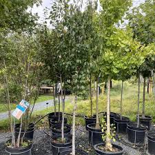 Attēlu rezultāti vaicājumam “Carpinus caroliniana”